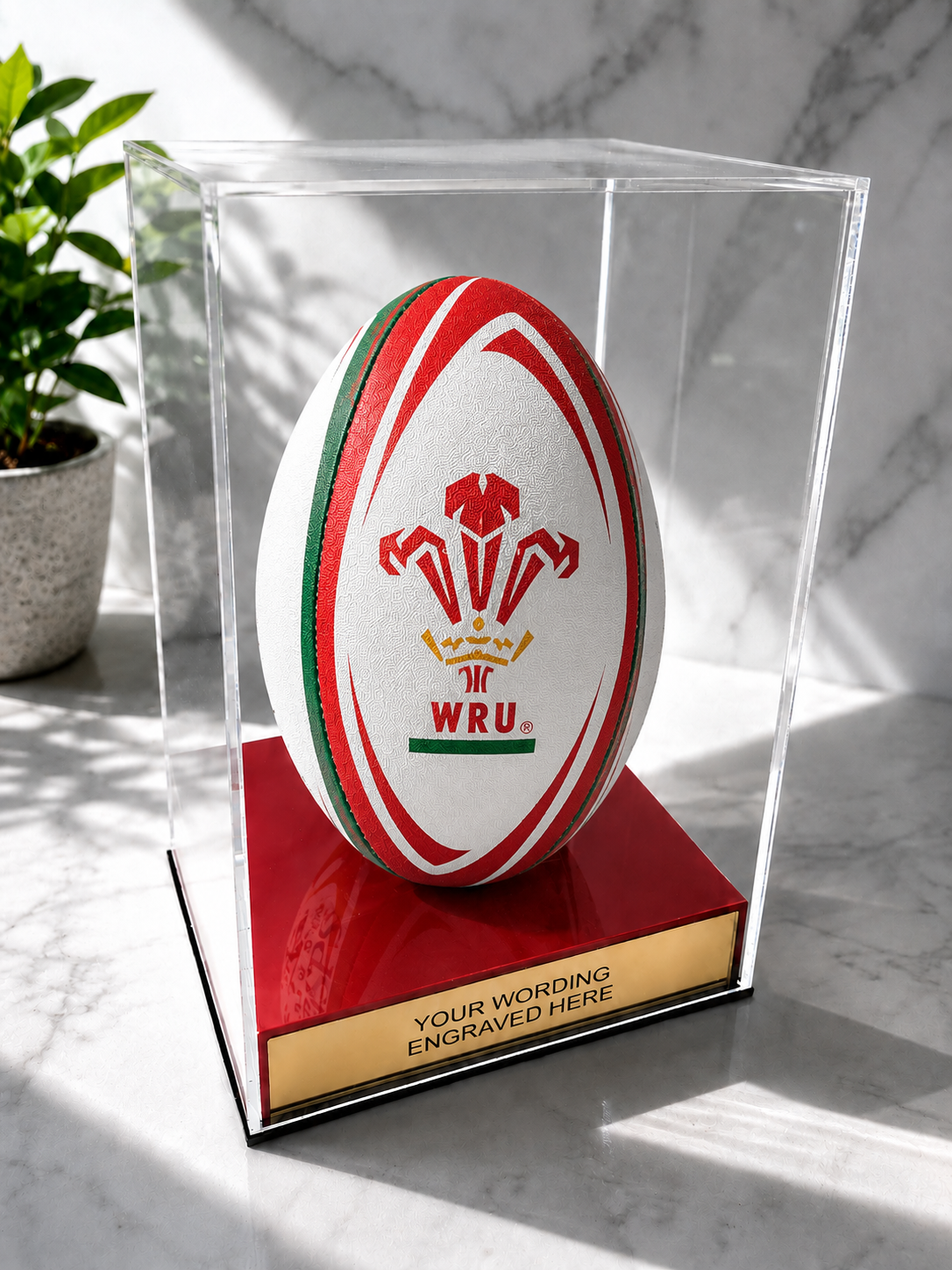Rugby Display Case Portrait With Choice of Colour & Personalised Engrave Plaque