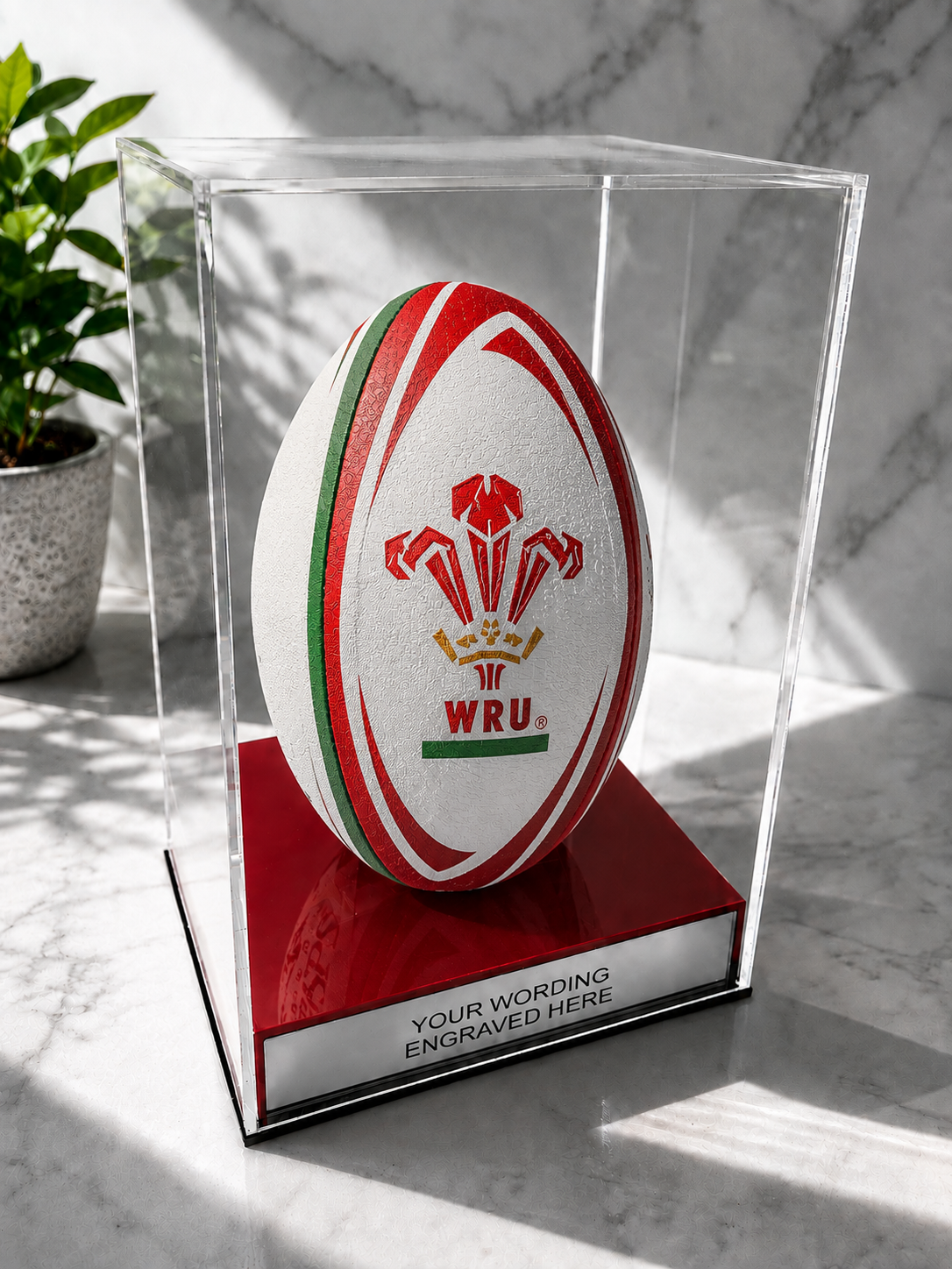 Rugby Display Case Portrait With Choice of Colour & Personalised Engrave Plaque