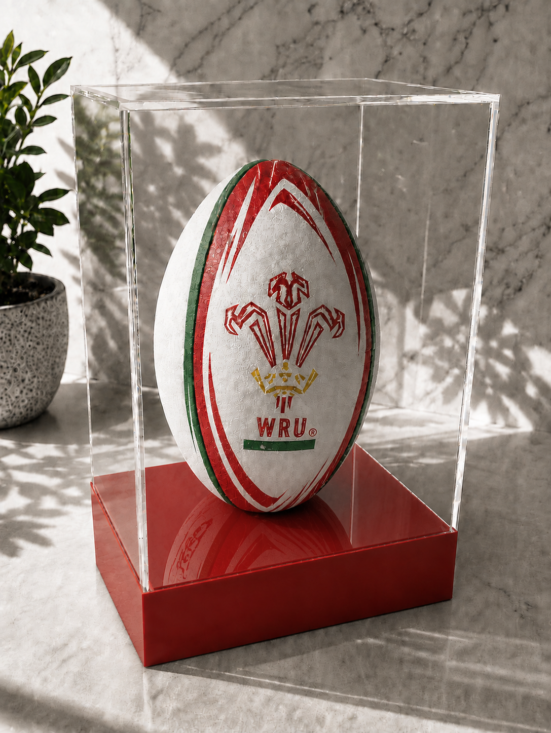 Rugby Display Case Portrait With Choice of Colour & Personalised Engrave Plaque