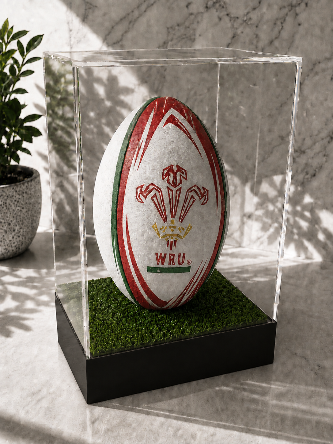 Rugby Display Case Portrait With Choice of Colour & Personalised Engrave Plaque